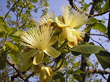 The flower of the Pequi tree (image from Wikipedia)